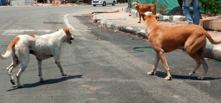 सुप्रीम कोर्ट परिसर में आवारा कुत्तों की समस्या, बचे हुए खाने के निपटान का दिया निर्देश