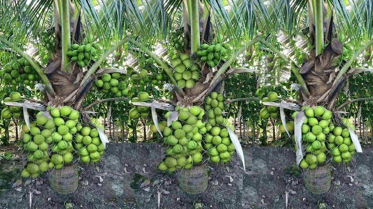 नारियल