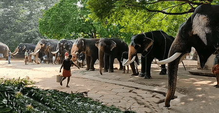 ओडिशा: सहारागोडा गांव के पास मादा हाथी की मौत, जांच शुरू