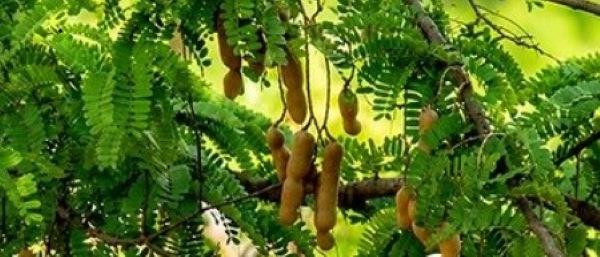 स्वाद