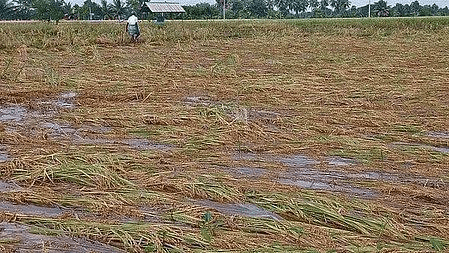फसल बीमा के दायरे में 1 करोड़ हेक्टेयर से अधिक भूमि के साथ राजस्थान देश में अग्रणी