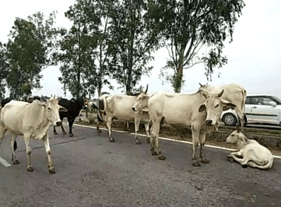 मध्य प्रदेश: भिंड में ट्रेन की चपेट में आने से 10 से 12 गायों की मौत और कई घायल