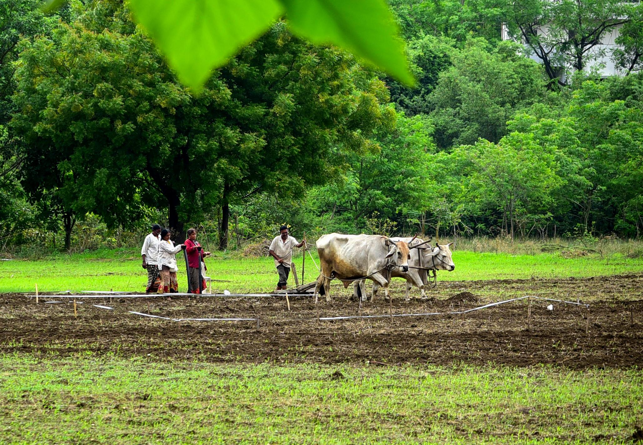 महाराष्ट्र में खरीफ बुआई 59 फीसद तक पहुंची