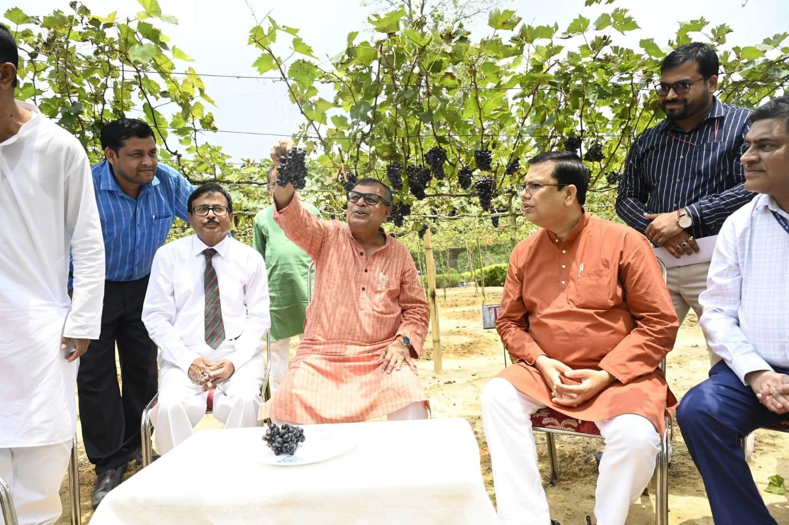 त्रिपुरा में अंगूर क्रांति की तैयारी, पहली बार मीठे अंगूर की सफल खेती