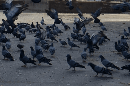 मुंबई में पहली बार कबूतरों को दाना डालने पर मामला दर्ज