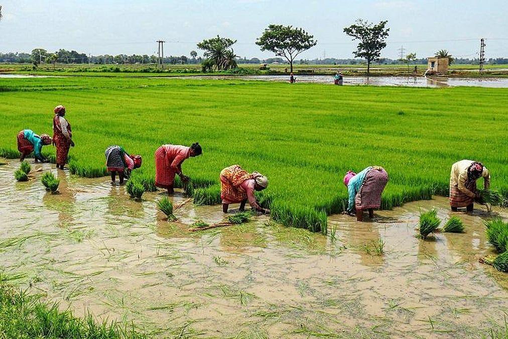 तमिलनाडु : डेल्टा क्षेत्र के किसानों ने केंद्र सरकार से की धान पर अंतरिम एमएसपी बढ़ाने की मांग