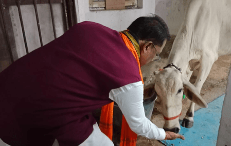 मुख्यमंत्री विष्णु देव साय ने गाय को खिलाई रोटी-गुड़, बोले- गौसेवा से मिलती है शांति और ऊर्जा