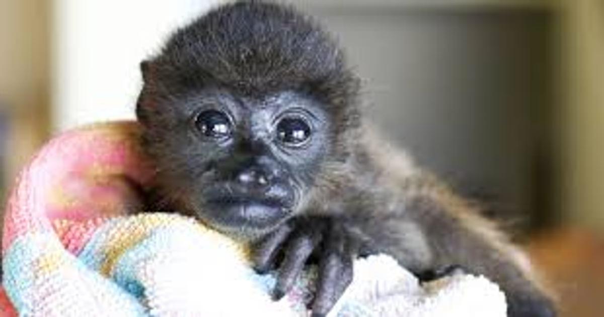 orphaned howler monkeys