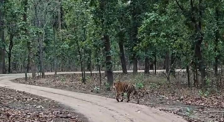 संजय टाइगर रिजर्व में दो नर बाघों का संघर्ष थमा, बाघिन टी-40 शावकों संग पर्यटन क्षेत्र में लौटी