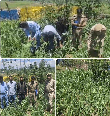 जम्मू-कश्मीर: बारामूला पुलिस ने तंगमर्ग में अवैध अफीम की खेती नष्ट की, मामला दर्ज