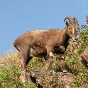 तमिलनाडु चुनावों के बाद नीलगिरि तहर की जनगणना की संभावना, वन विभाग नई तकनीक व प्रशिक्षण के साथ कर रहा तैयारी