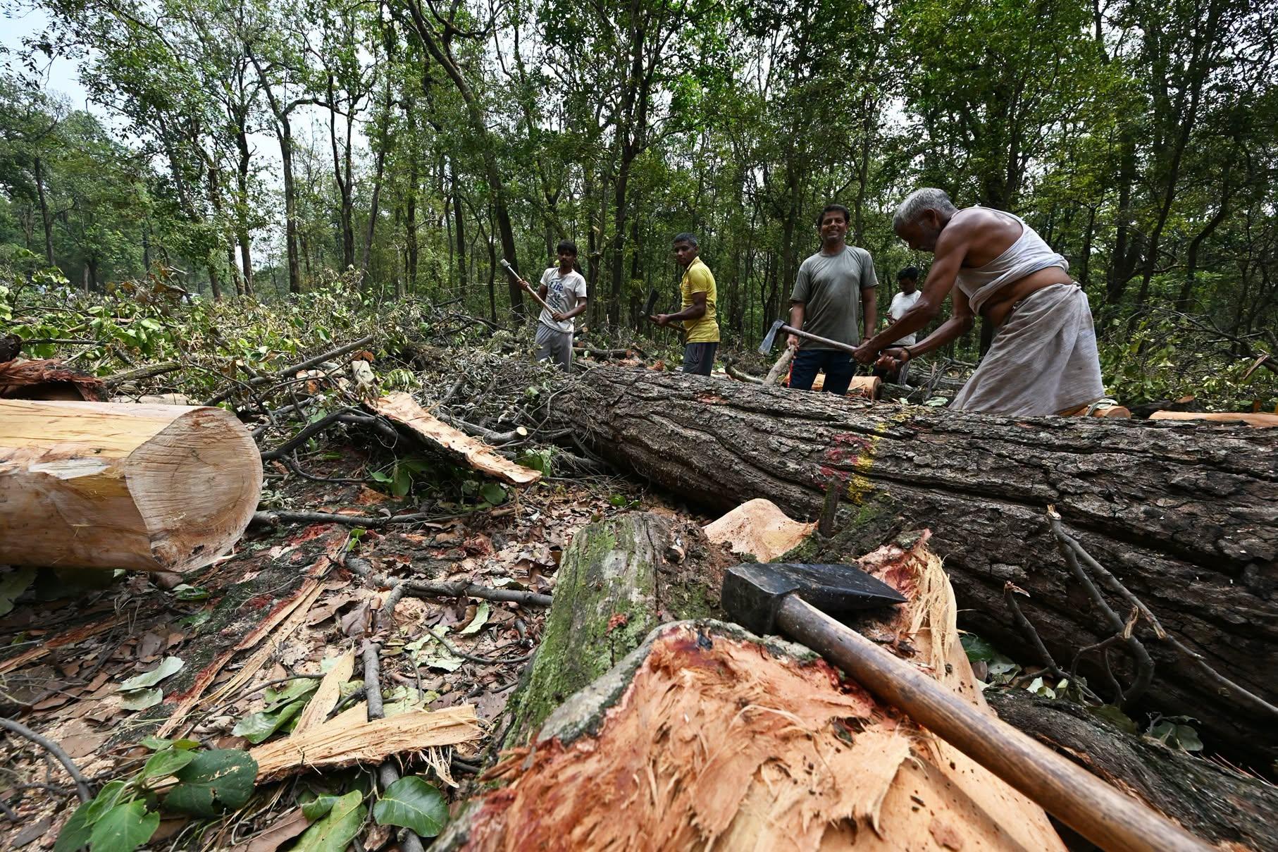 उत्तराखंड: जनता के विरोध के बीच सीएम पुष्कर सिंह धामी ने देहरादून के 'सात मोड़' पर पेड़ों की कटाई पर लगाई रोक